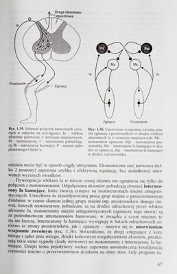 Physiology basics of physical effort