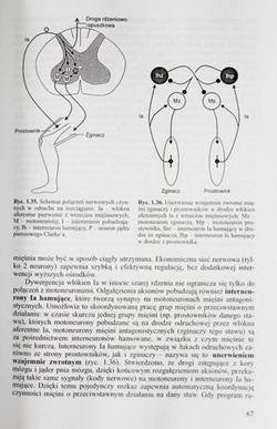 Physiology basics of physical effort