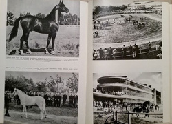 125 years of horse races