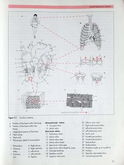 Physical Education and the Study of Sport