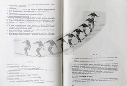 On the alpine and cross-county skis