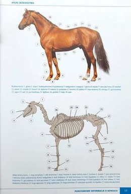 Horse riding atlas. Horses - Riding technique - Tips