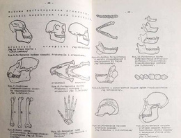 Lectures of anthropology. A script for students of physical education universities