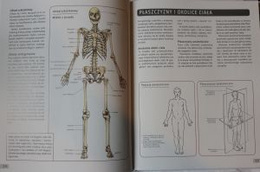 Anatomy in speed training