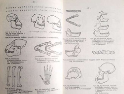 Lectures of anthropology. A script for students of physical education universities