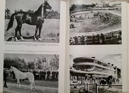 125 years of horse races